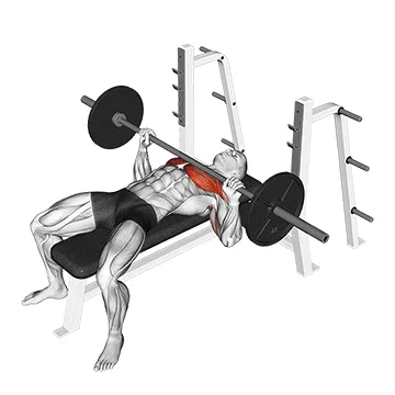 Barbell Bench Press exercise setup and form