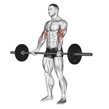 Barbell Curl exercise setup and form